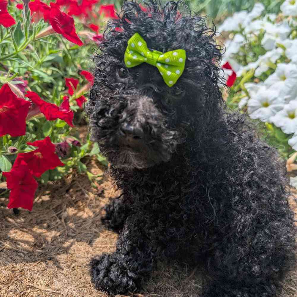 pet-img