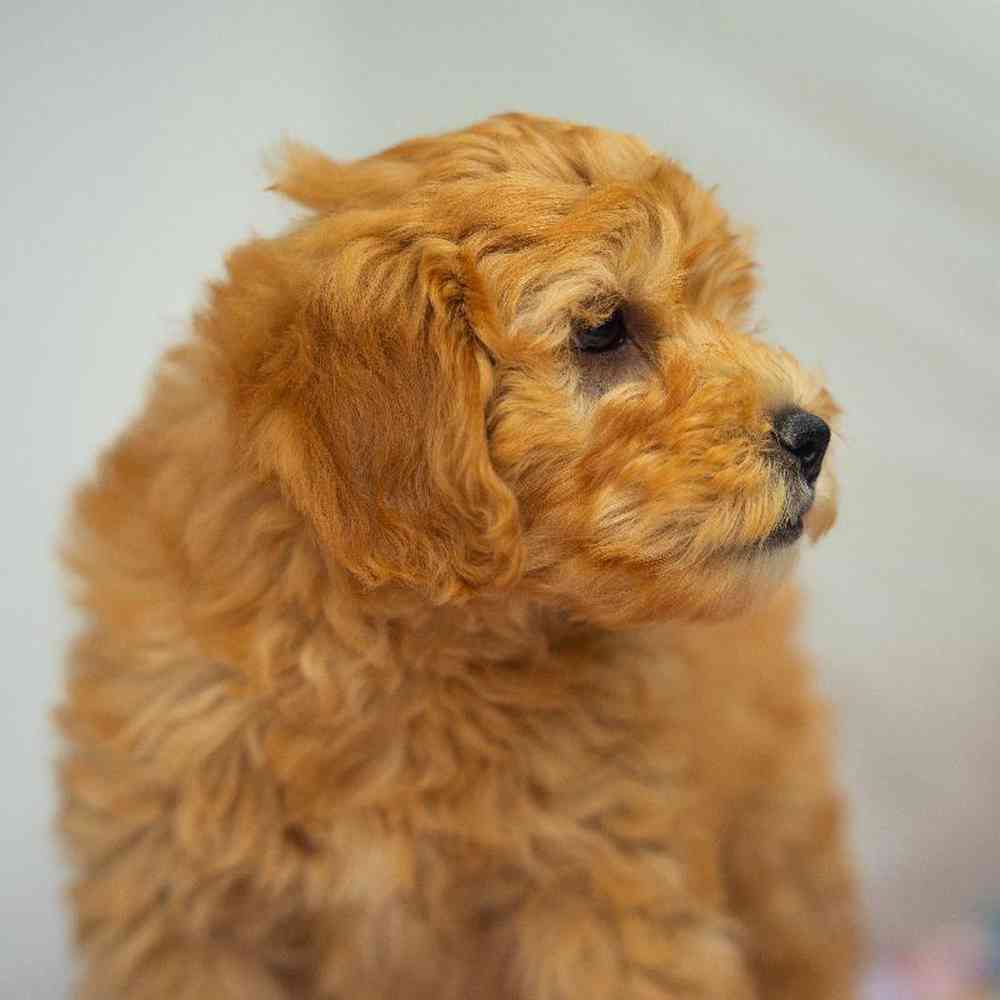 carousel pet images