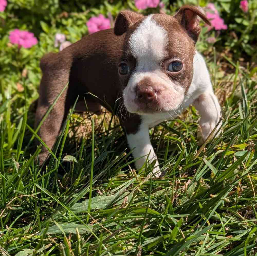 carousel pet images