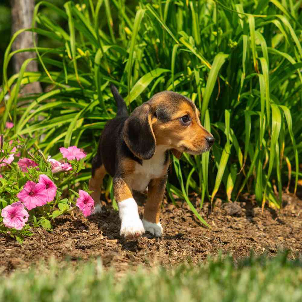 carousel pet images
