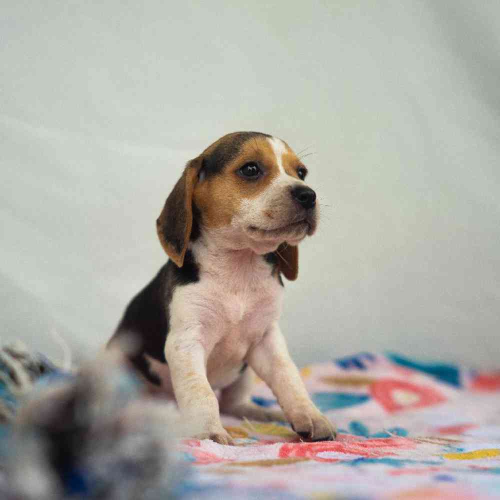 Image of a pet breed in the gallery