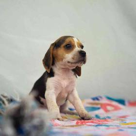 Beagle