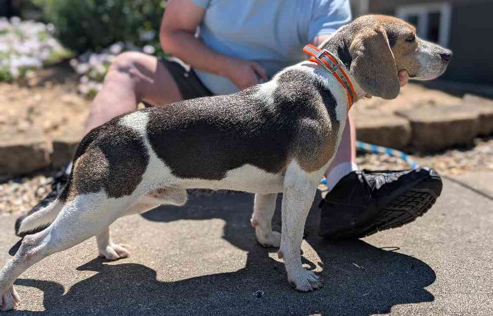 Male Beagle Puppy for Sale in Bloomington, IN