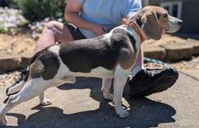 Beagle