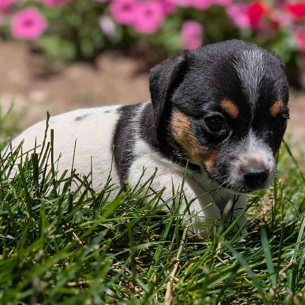 carousel pet images