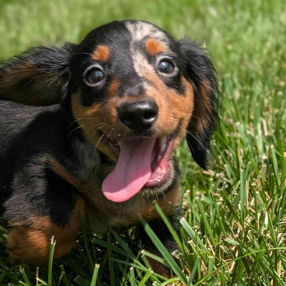 carousel pet images
