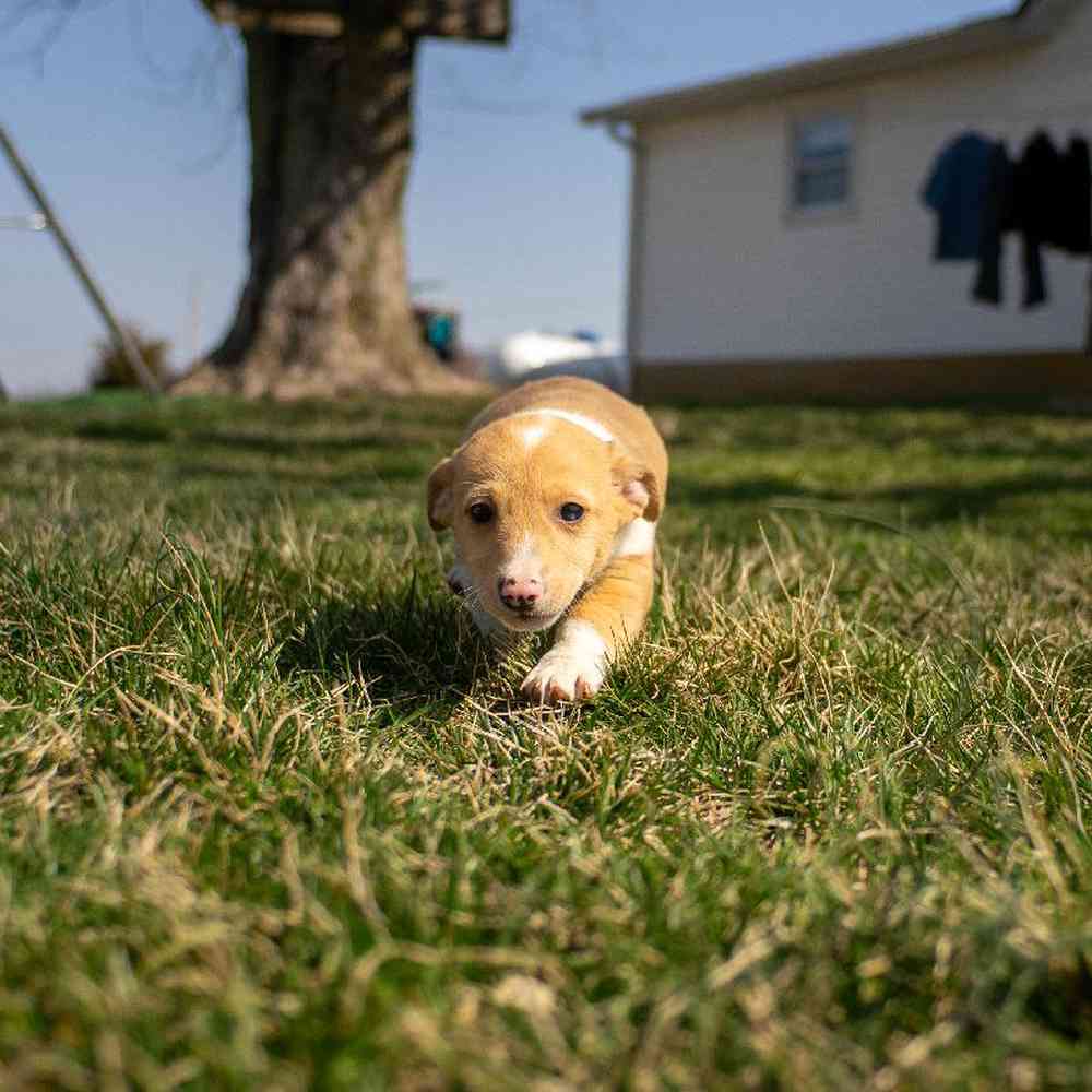 Image of a pet breed in the gallery