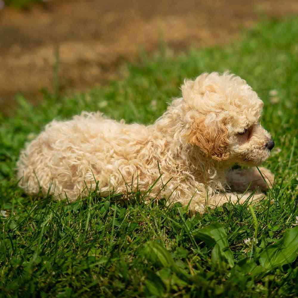 carousel pet images