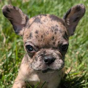 French Bulldog
