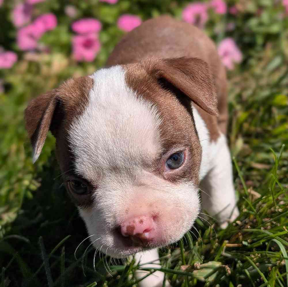 carousel pet images