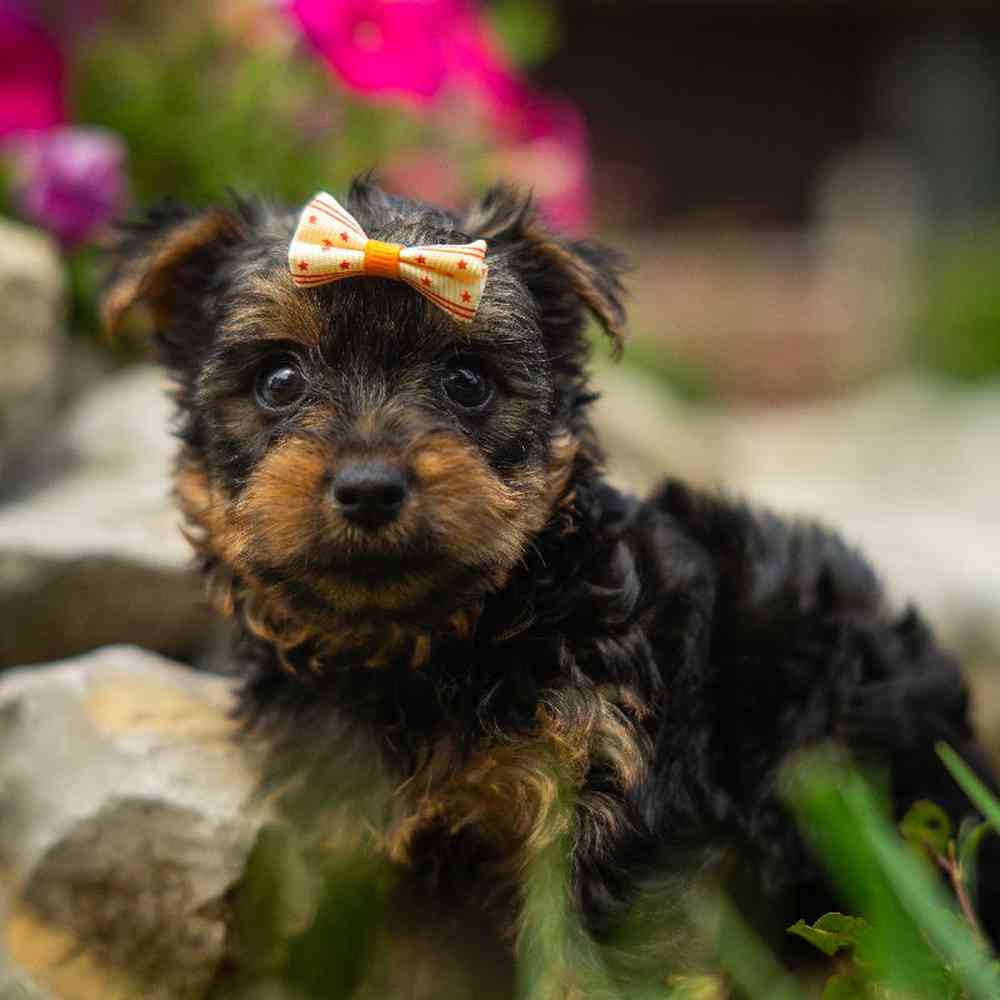 Image of a pet breed in the gallery