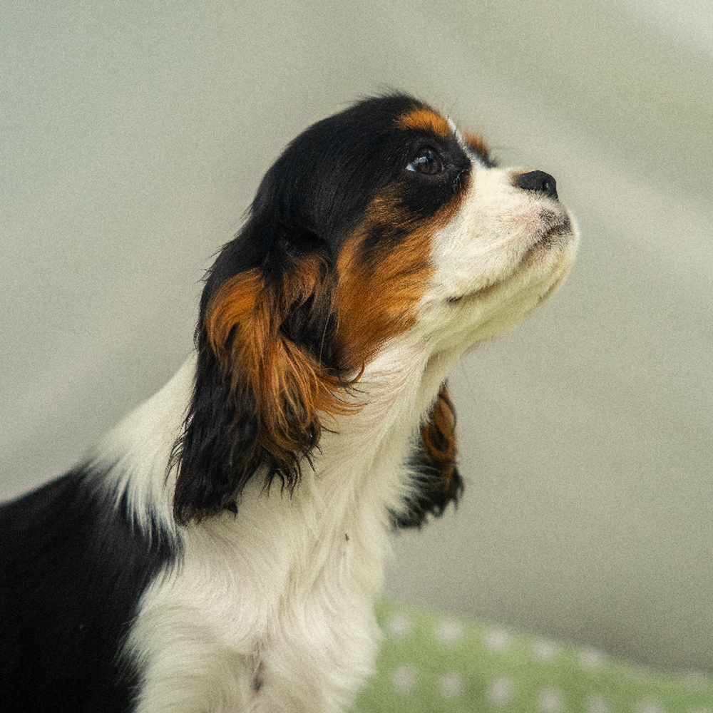 carousel pet images