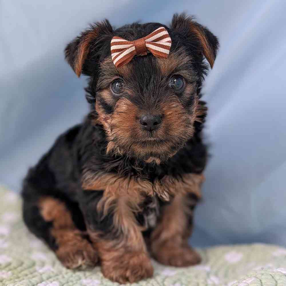 Male Yorkie Puppy for Sale in Bloomington, IN