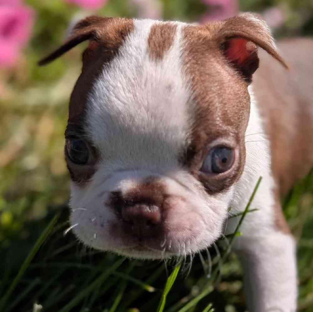 carousel pet images