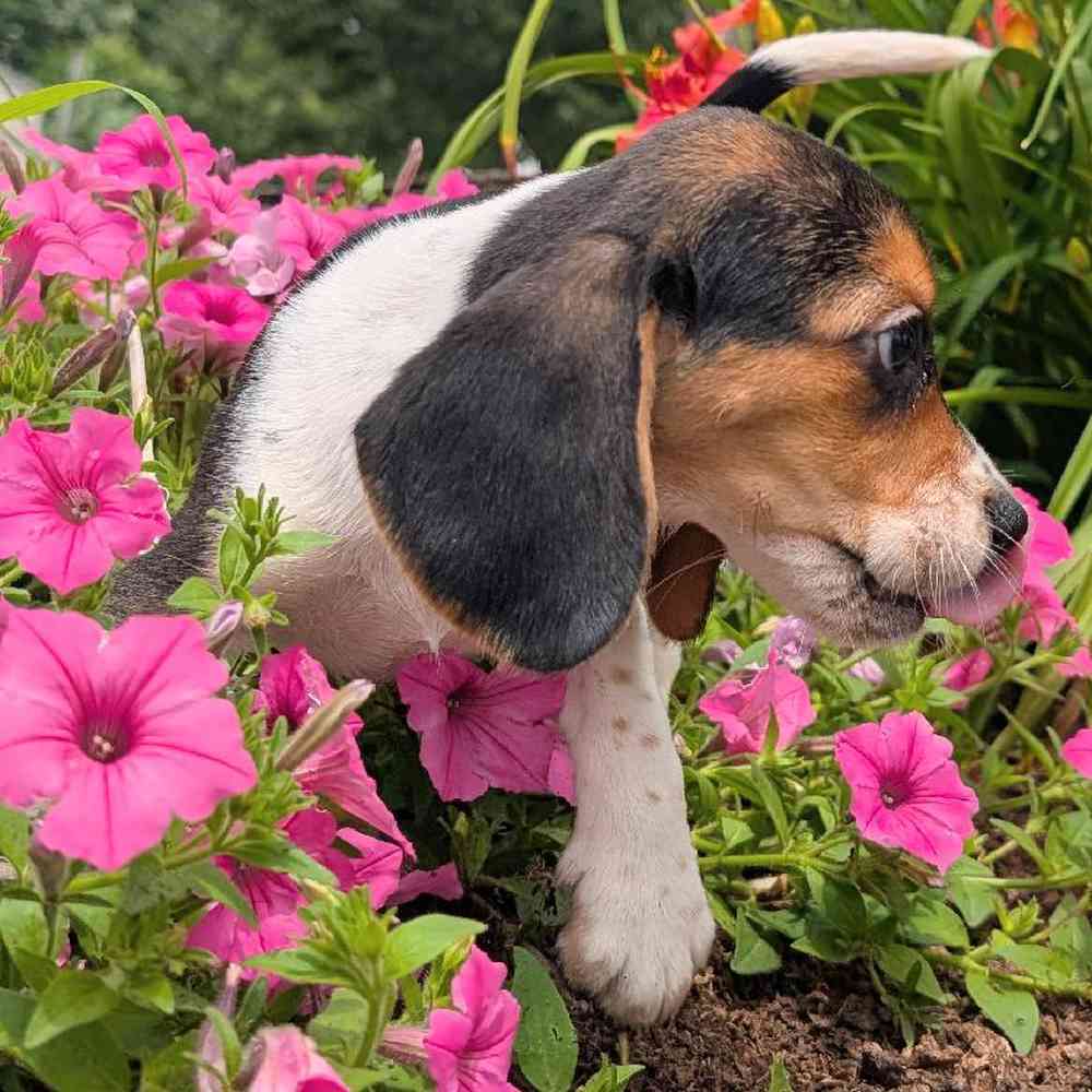 carousel pet images