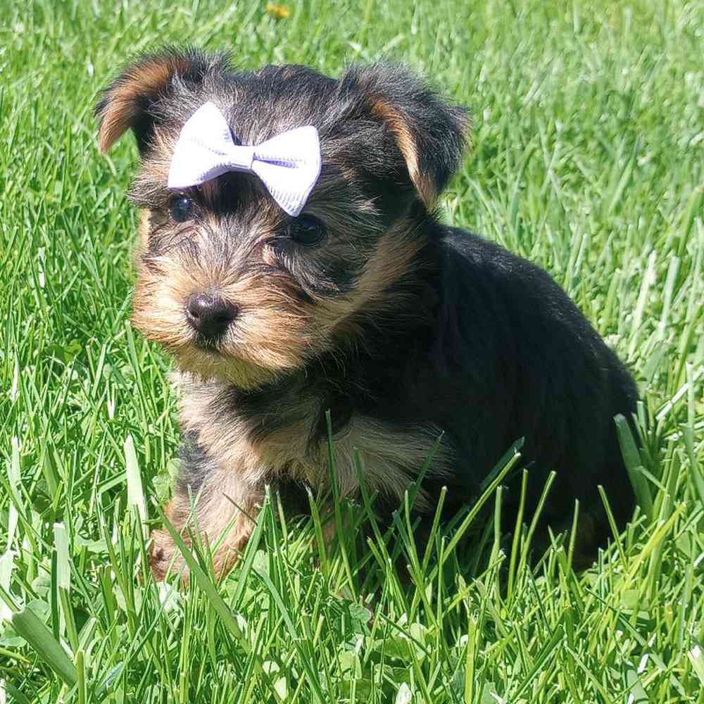 Female Yorkie Puppy for Sale in Bloomington, IN