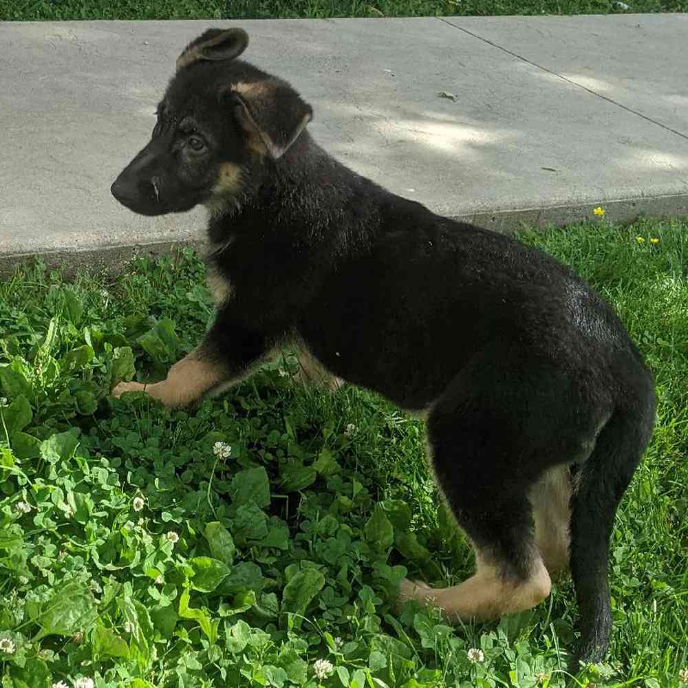 Welcome to Anthony's Puppies | Anthony's Puppies