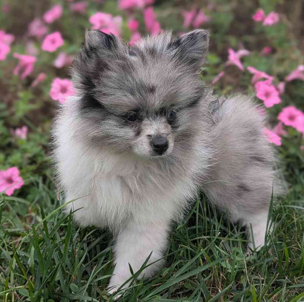 carousel pet images
