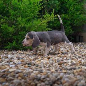 Beagle