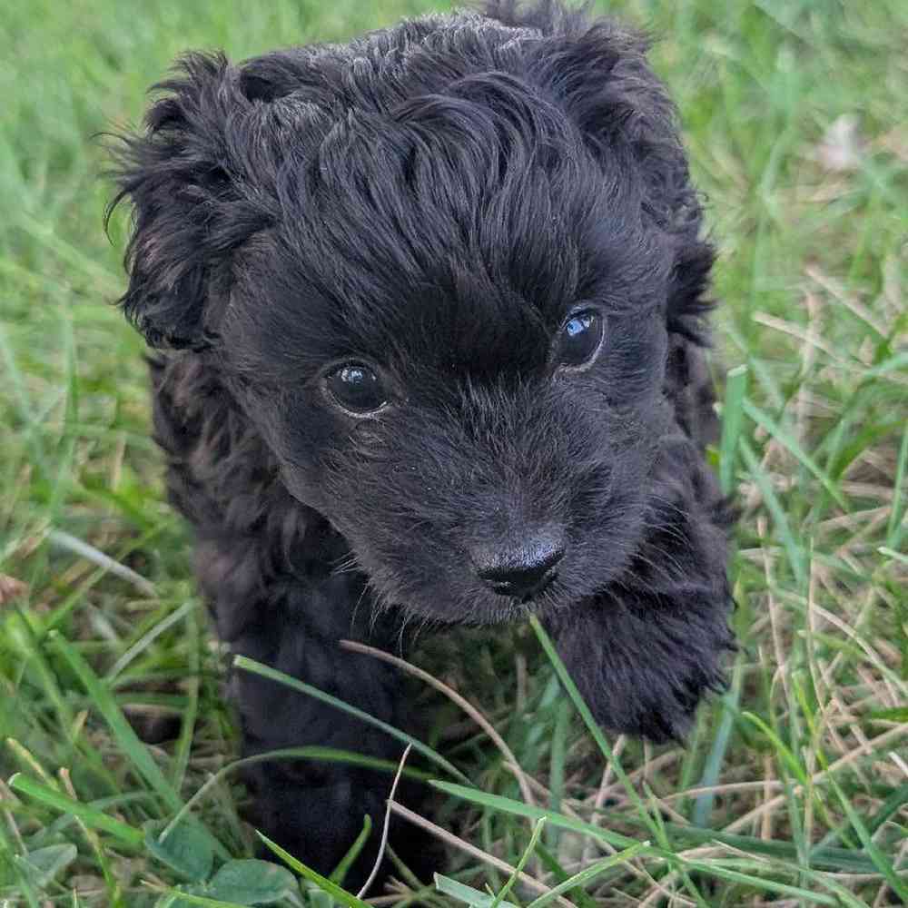 Female Pom-A-Poo Puppy for Sale in Bloomington, IN