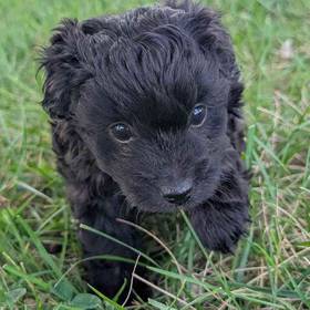 Pom-A-Poo