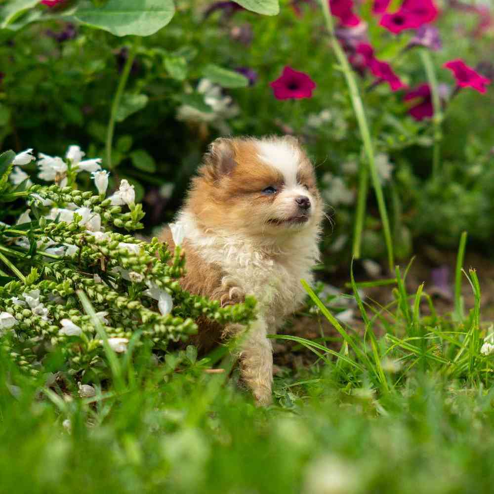 Image of a pet breed in the gallery