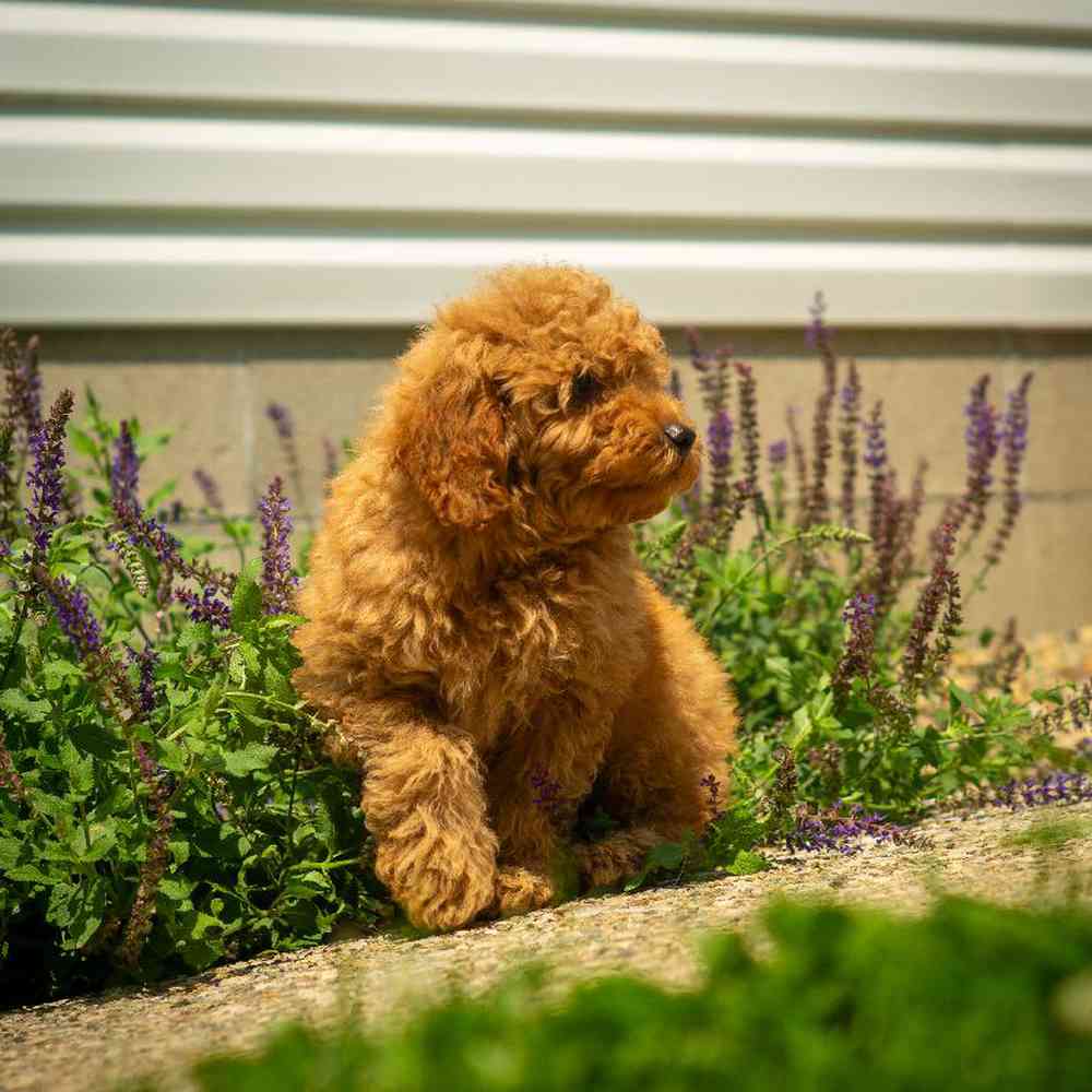 carousel pet images