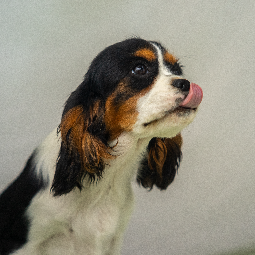 carousel pet images