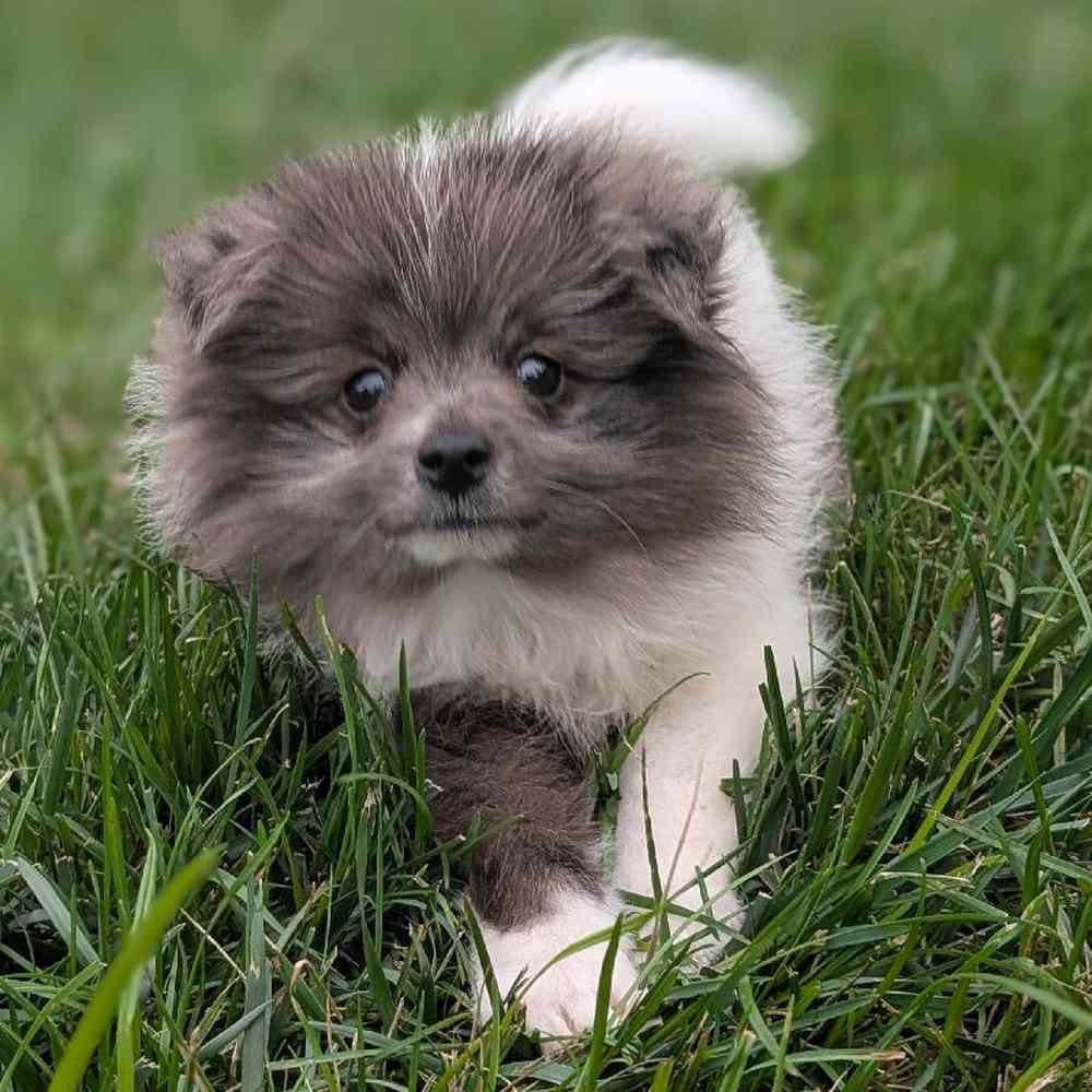 carousel pet images
