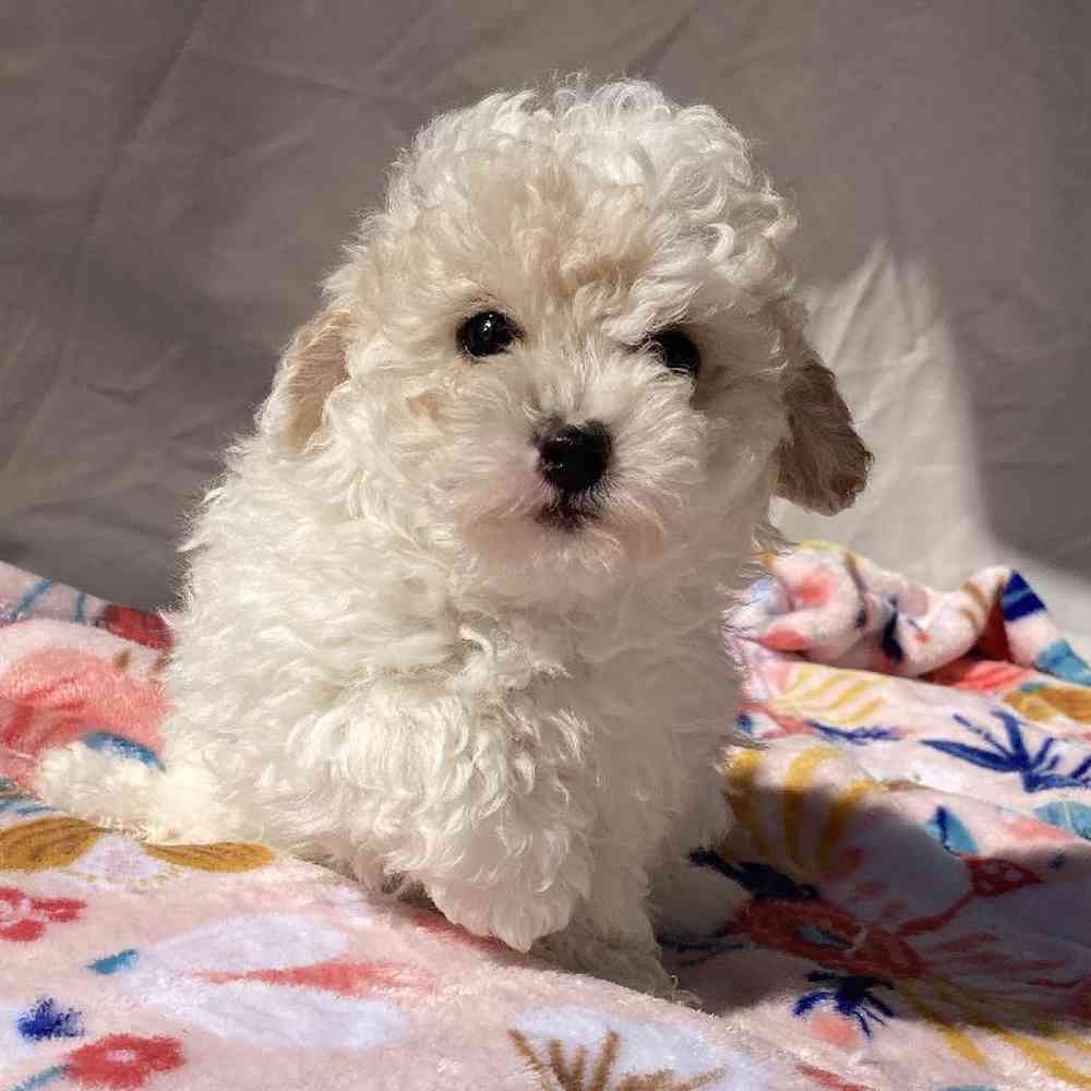 Pom-A-Poo