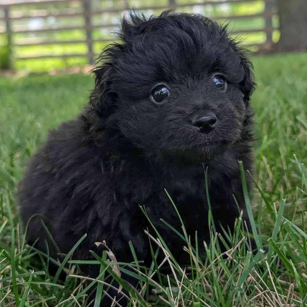 Male Pom-A-Poo Puppy for Sale in Bloomington, IN