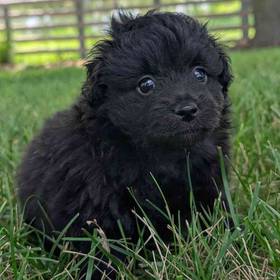 Pom-A-Poo