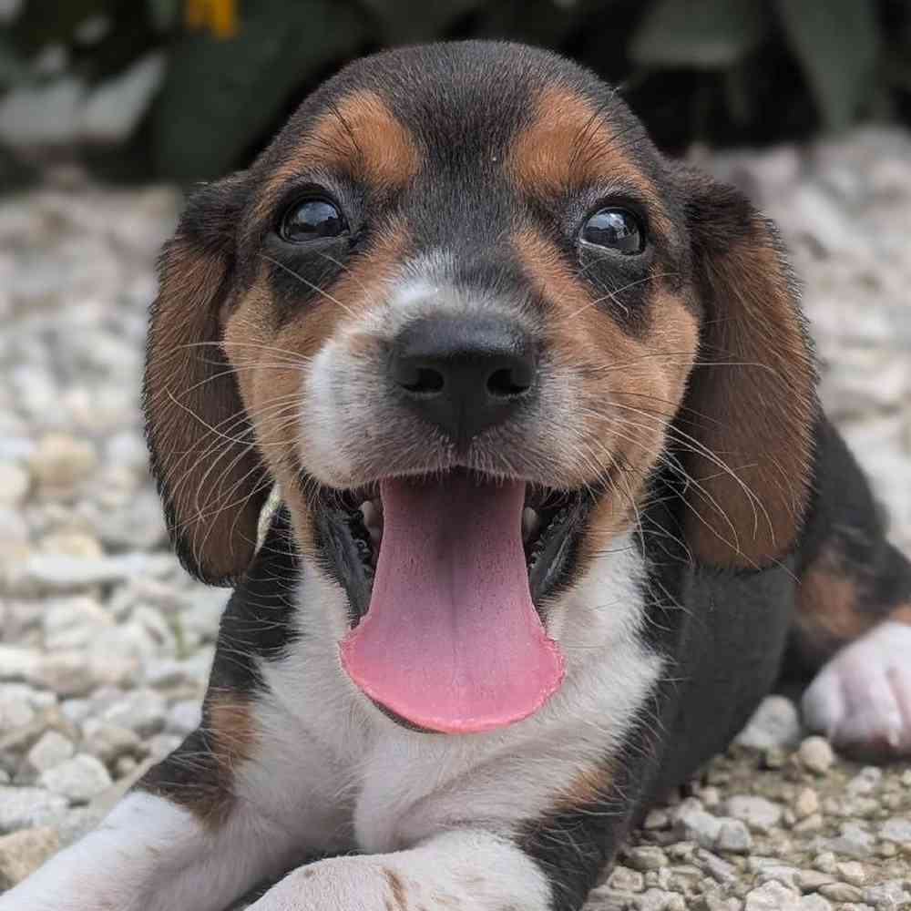 Female Beagle Puppy for Sale in Bloomington, IN