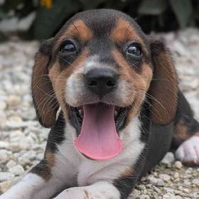 Beagle