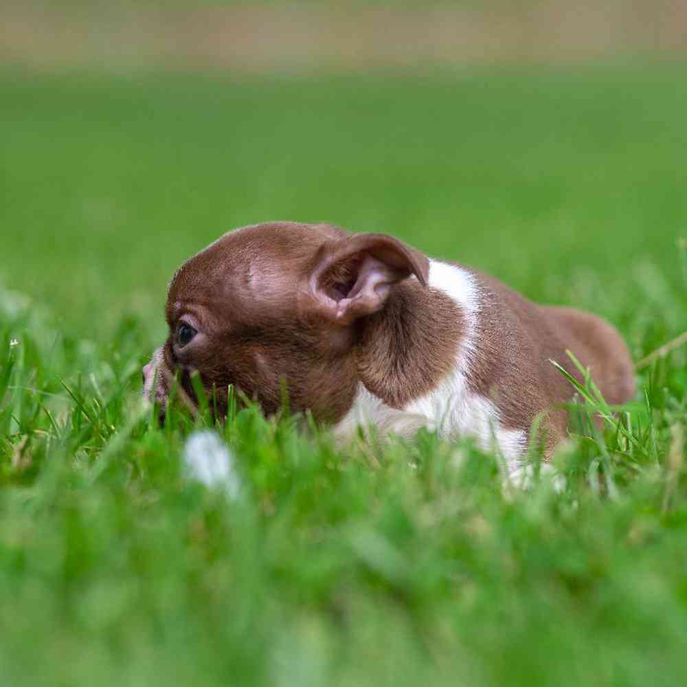 carousel pet images