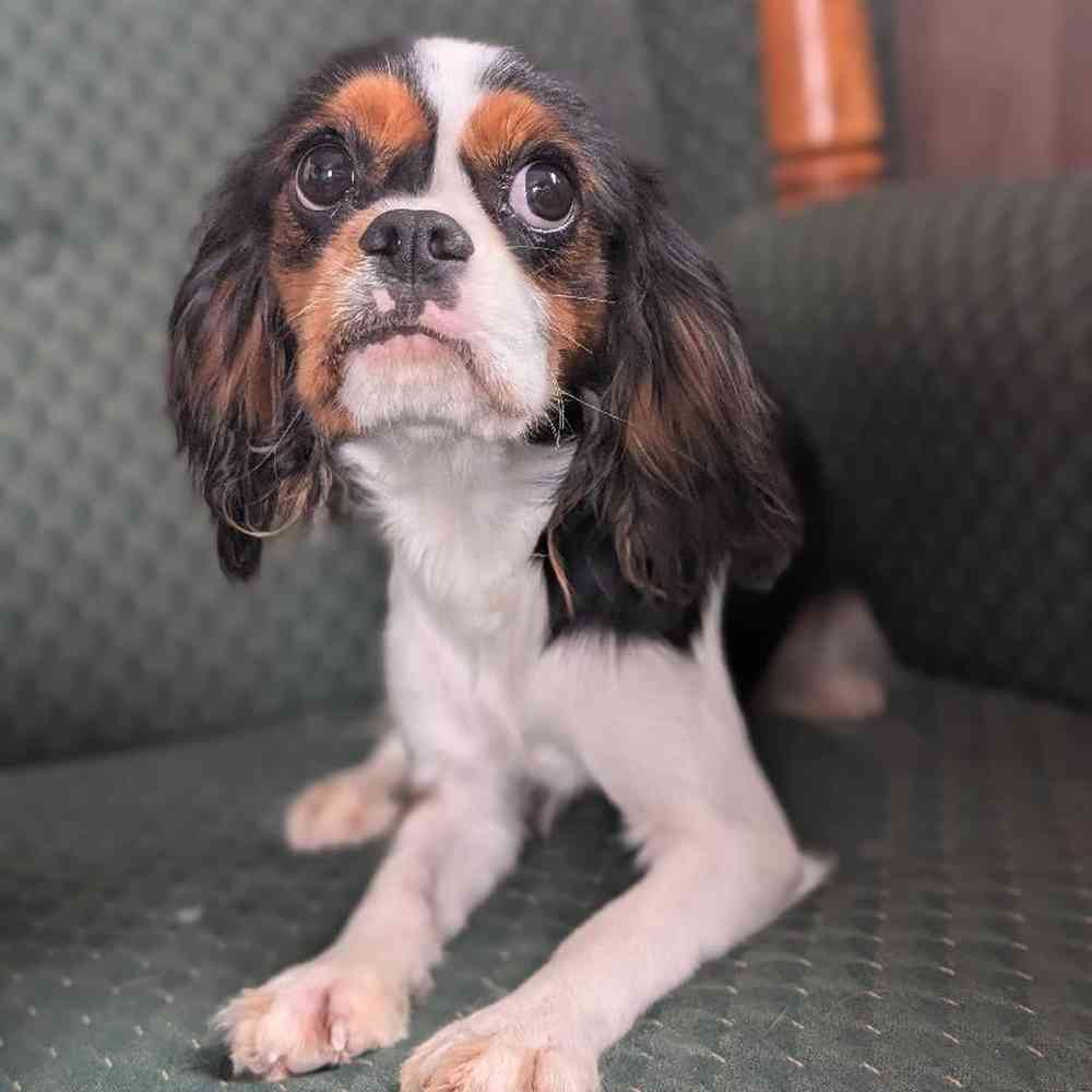 carousel pet images