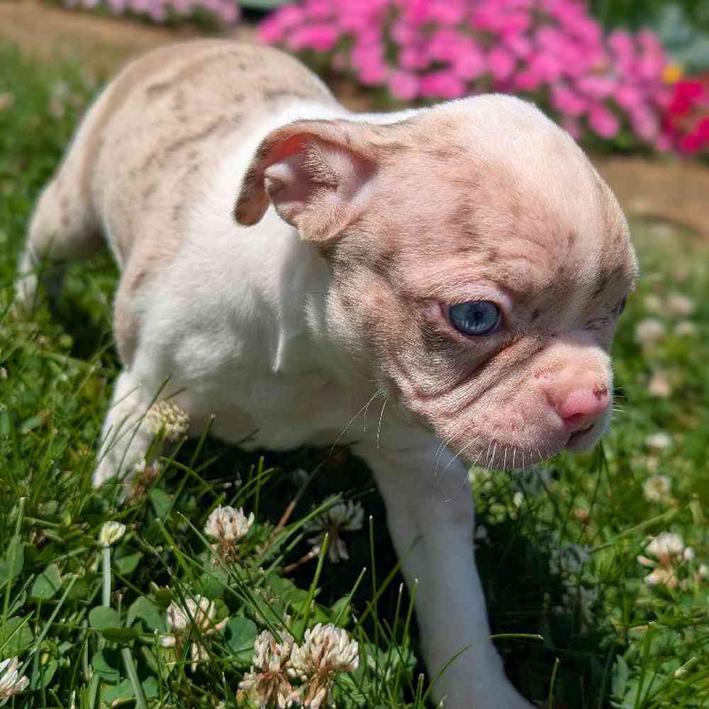 carousel pet images