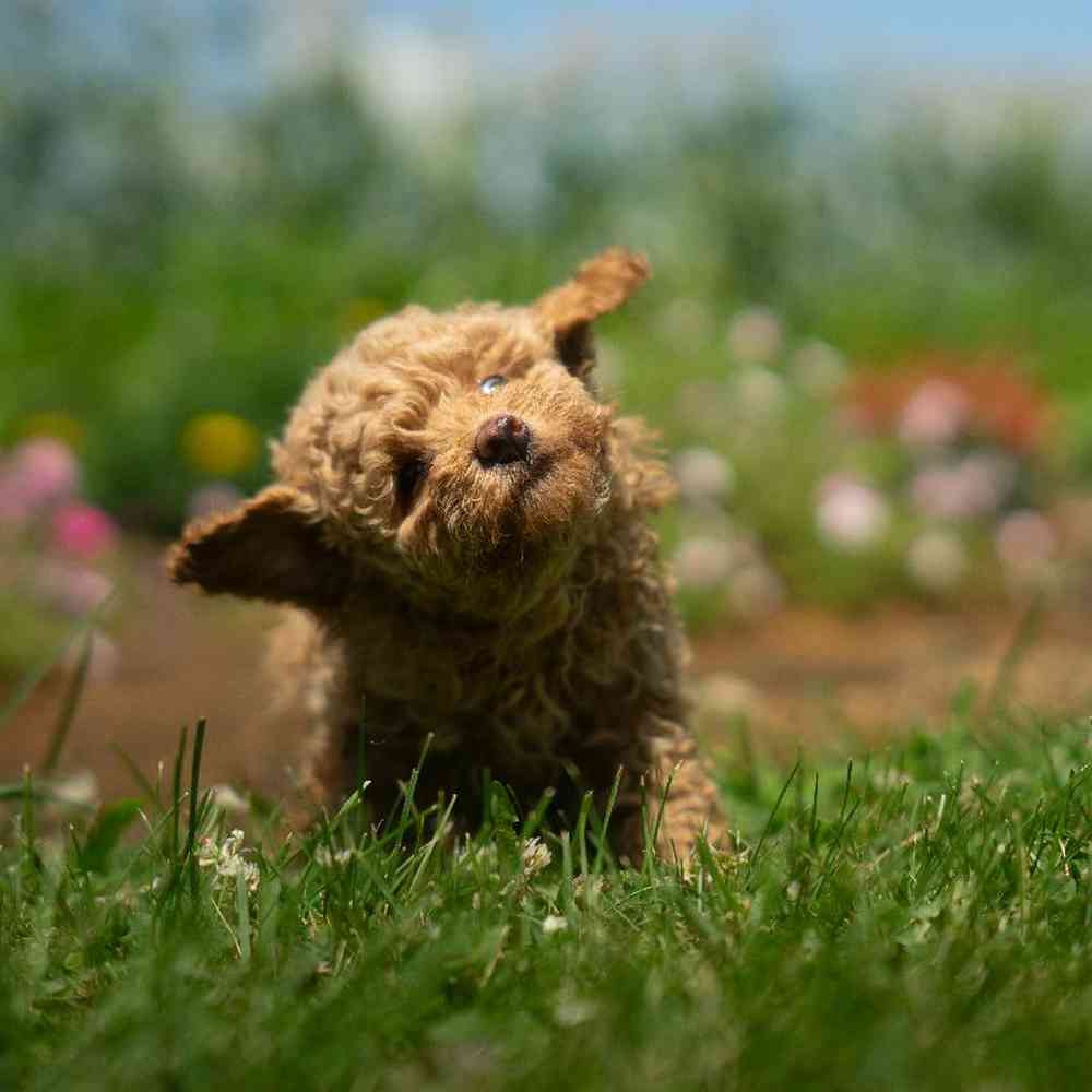 carousel pet images