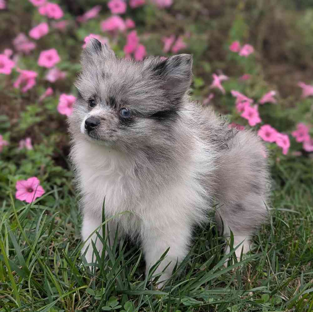 carousel pet images