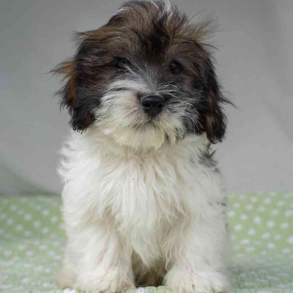 carousel pet images
