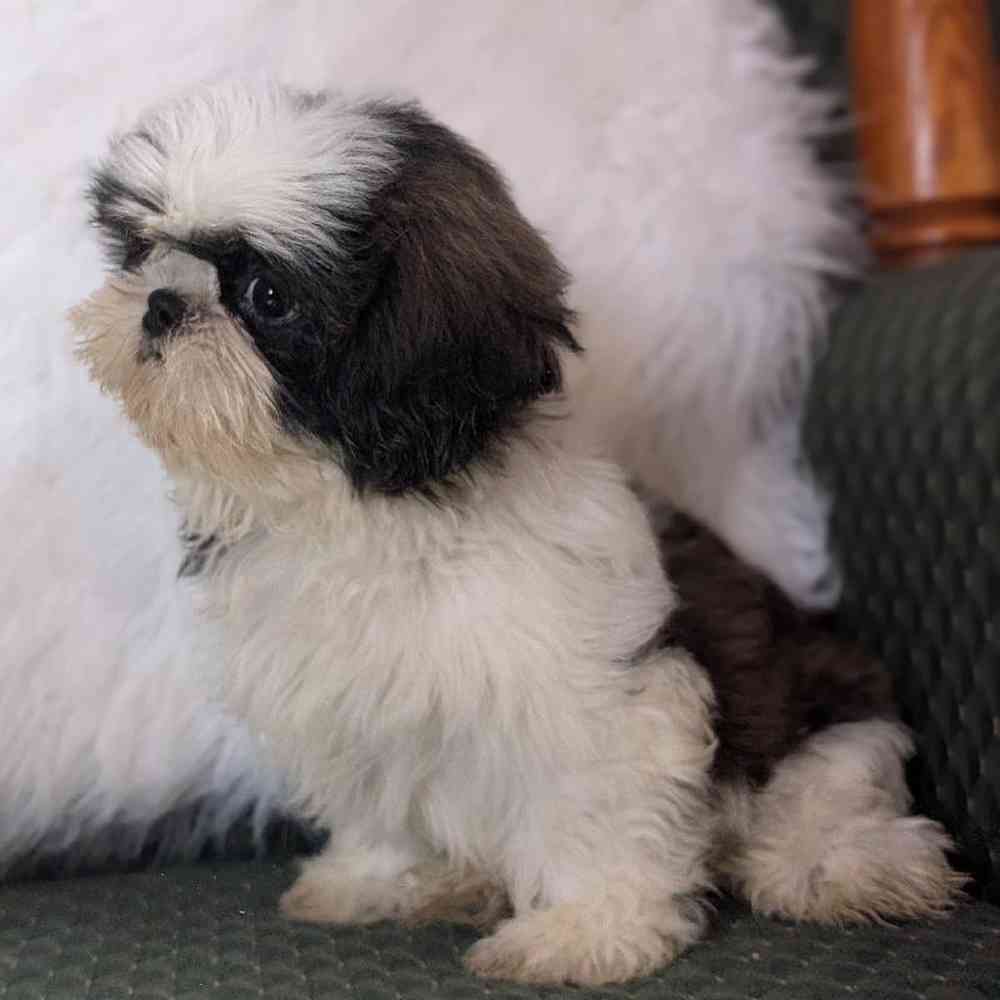 carousel pet images