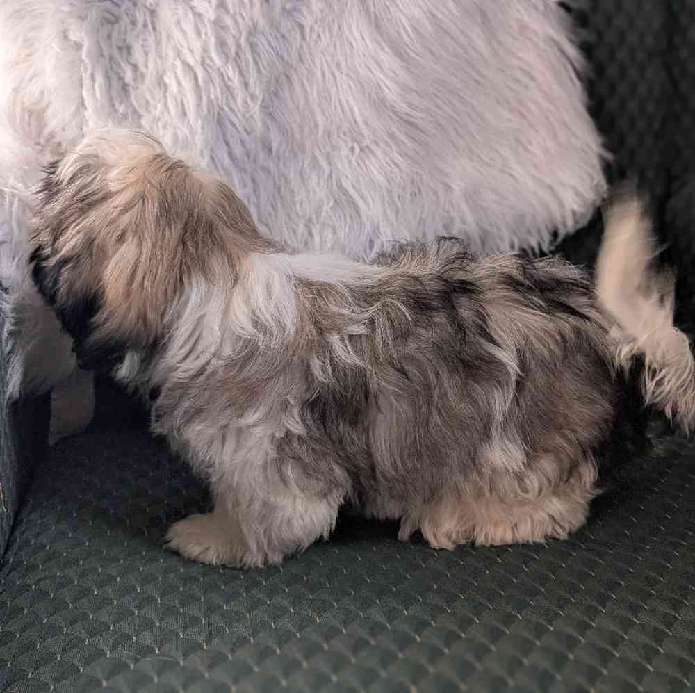 carousel pet images