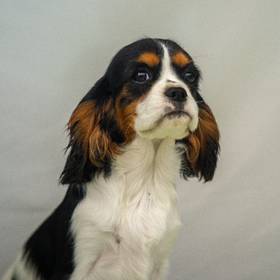 Cavalier King Charles Spaniel