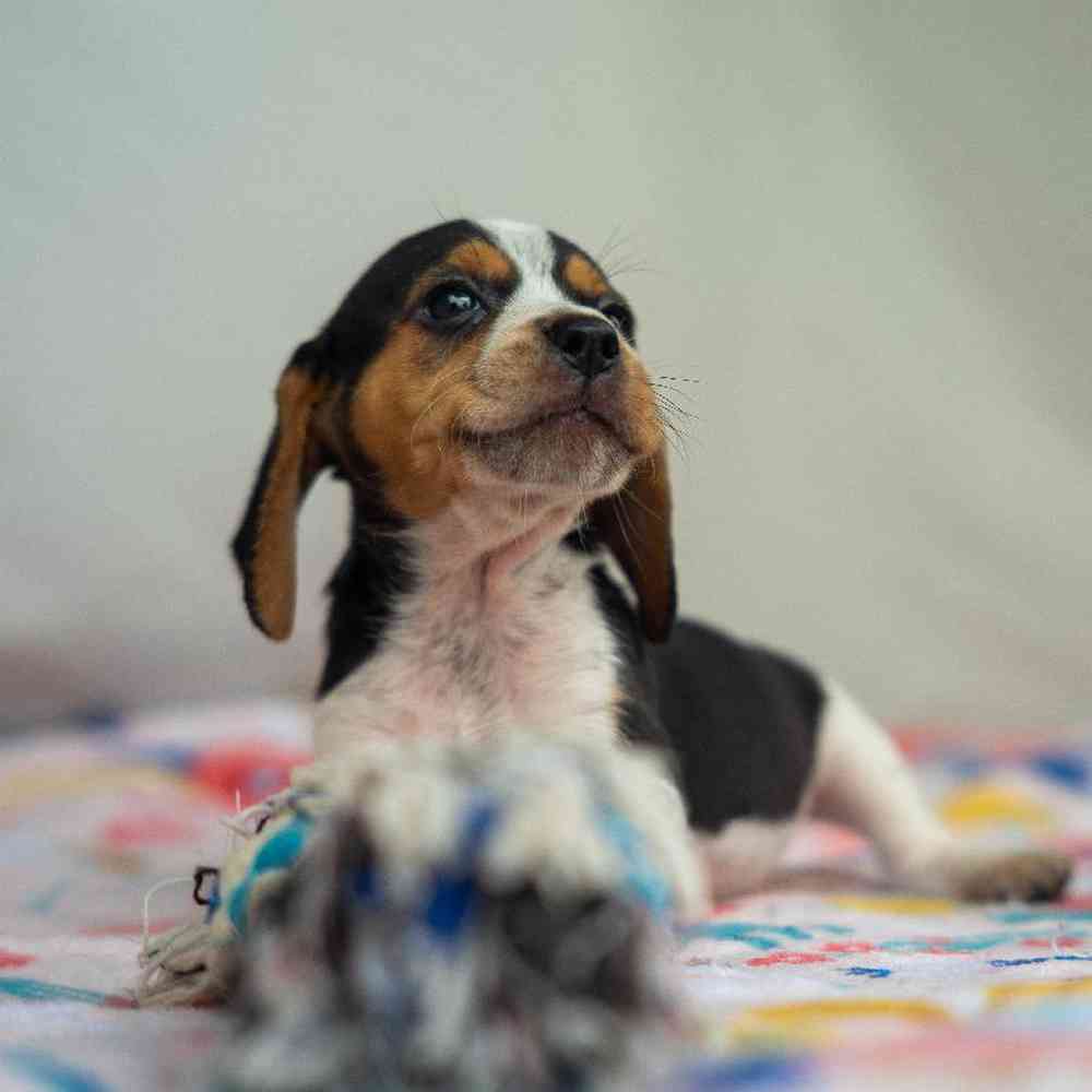 carousel pet images
