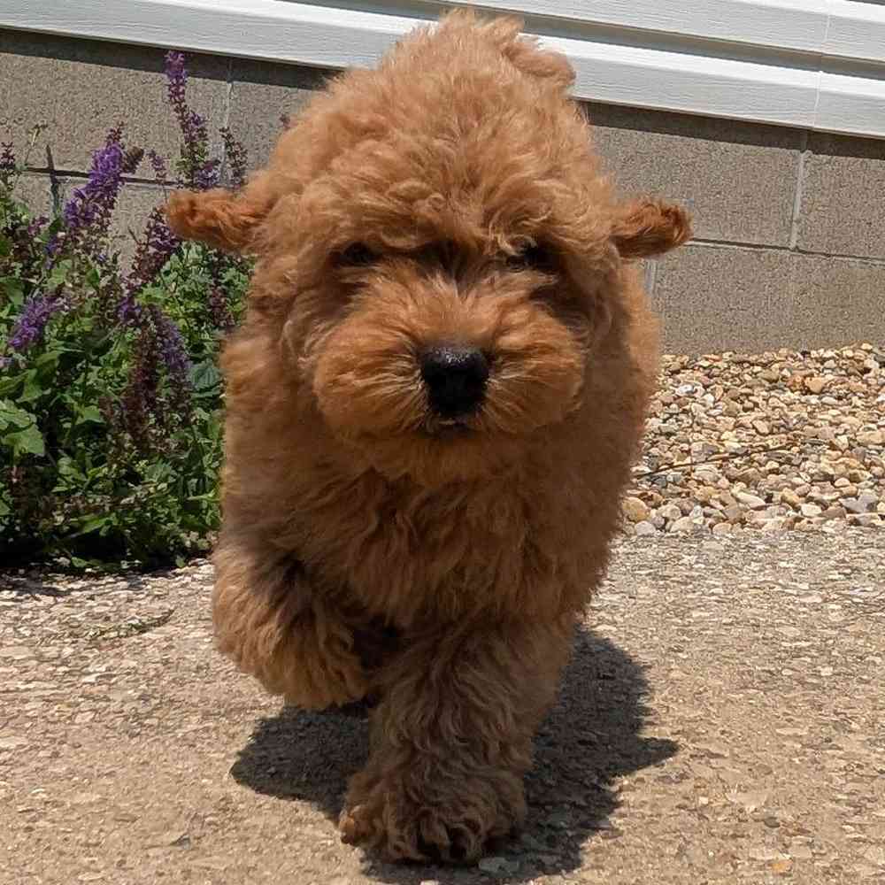 carousel pet images