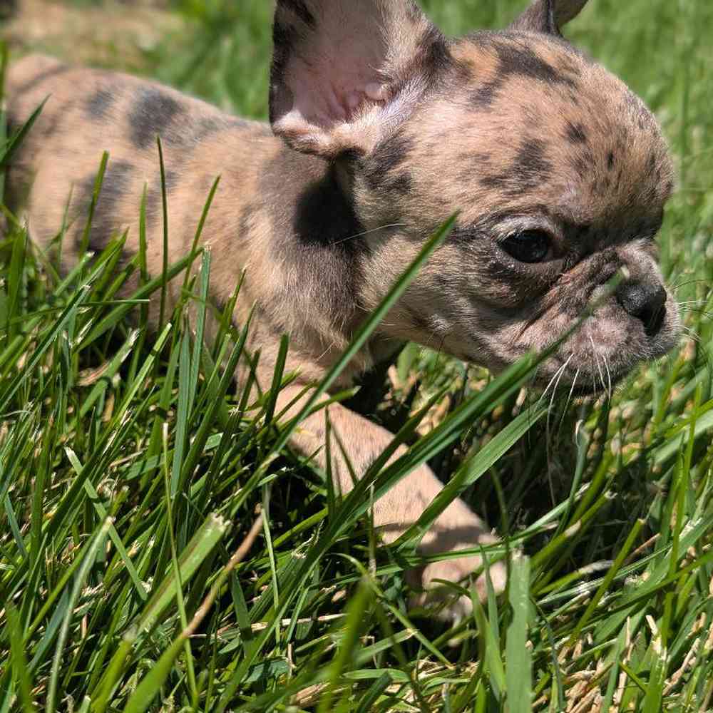 carousel pet images