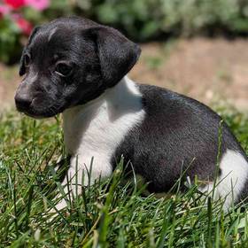 Jack Russell Terrier