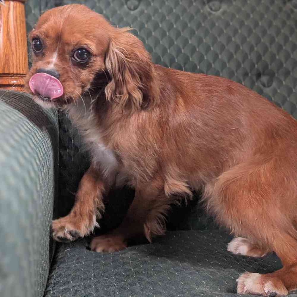 carousel pet images