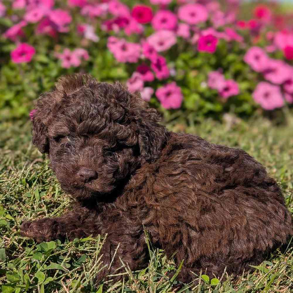 carousel pet images