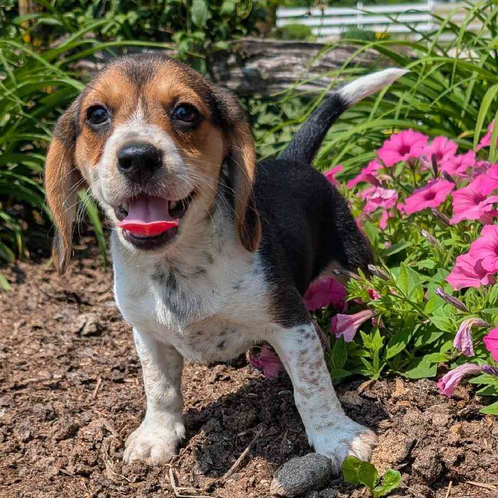 carousel pet images